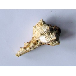 Murex Torularius (1)