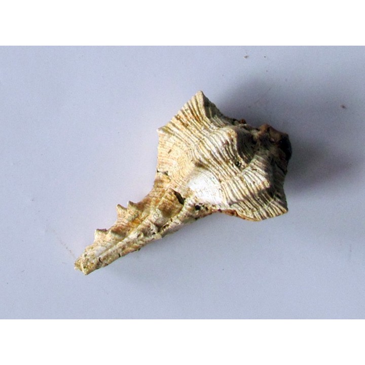 Murex Torularius (1)