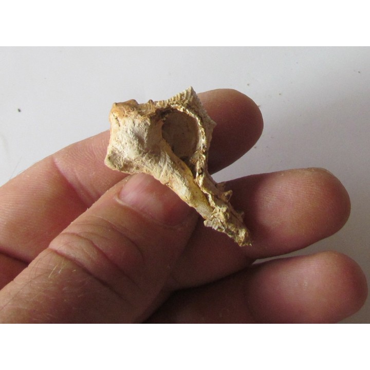 Murex Torularius (1)