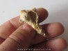 Murex Torularius (1)