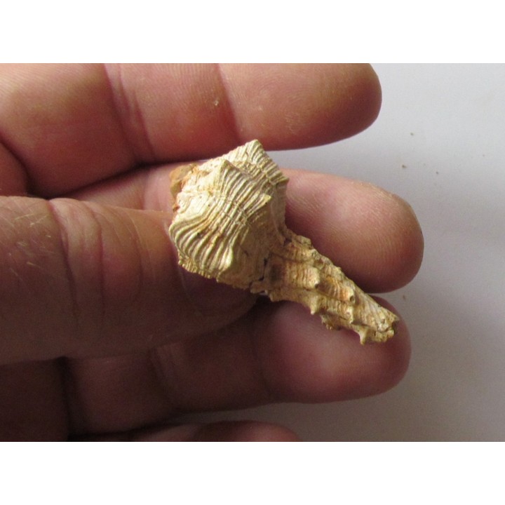 Murex Torularius (1)