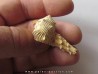 Murex Torularius (1)
