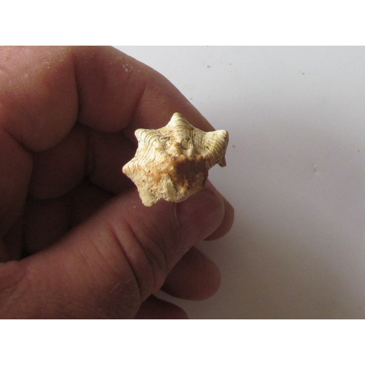 Murex Torularius (1)