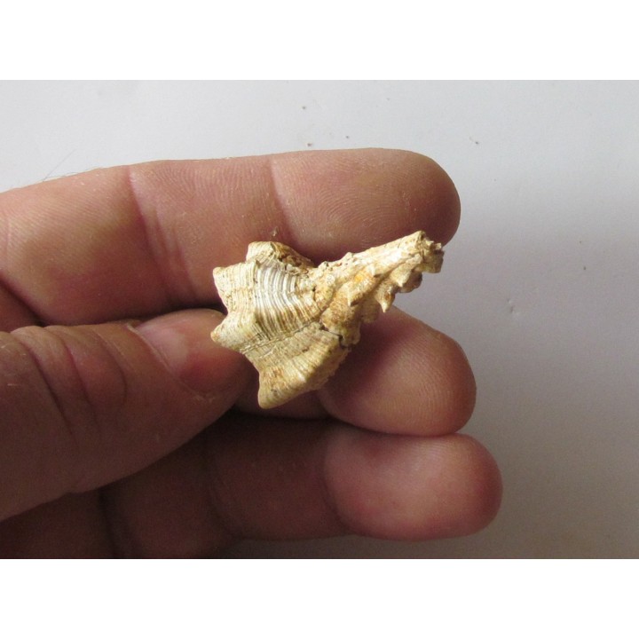 Murex Torularius (1)