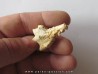 Murex Torularius (1)