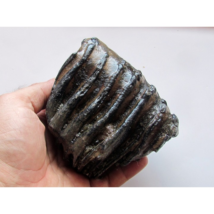 MAMMOTH TOOTH:  mammuthus primigenius (1)