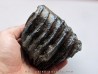 MAMMOTH TOOTH:  mammuthus primigenius (1)