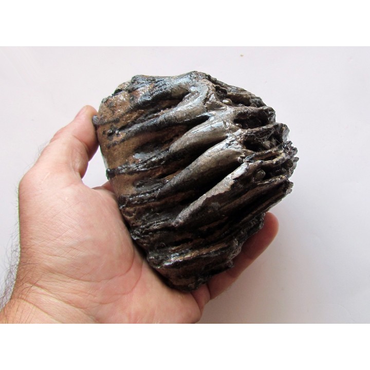 MAMMOTH TOOTH:  mammuthus primigenius (1)