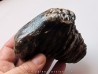 MAMMOTH TOOTH:  mammuthus primigenius (2)