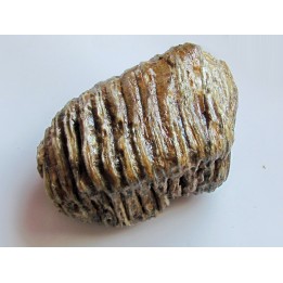 MAMMOTH TOOTH:  mammuthus primigenius (3)