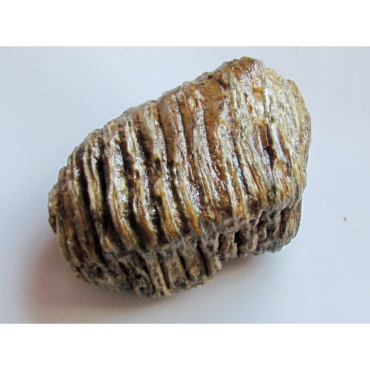 MAMMOTH TOOTH:  mammuthus primigenius (3)