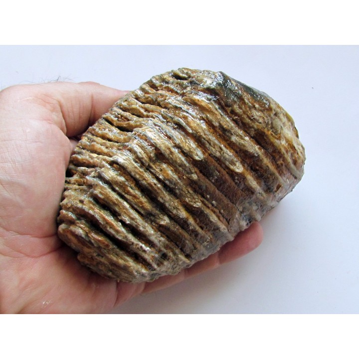MAMMOTH TOOTH:  mammuthus primigenius (3)