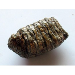 DENT DE MAMMOUTH:  mammuthus primigenius (5)
