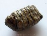 DENT DE MAMMOUTH:  mammuthus primigenius (5)
