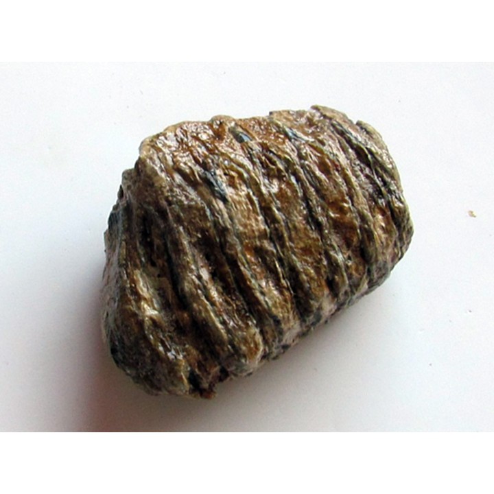 MAMMOTH TOOTH:  mammuthus primigenius (5)