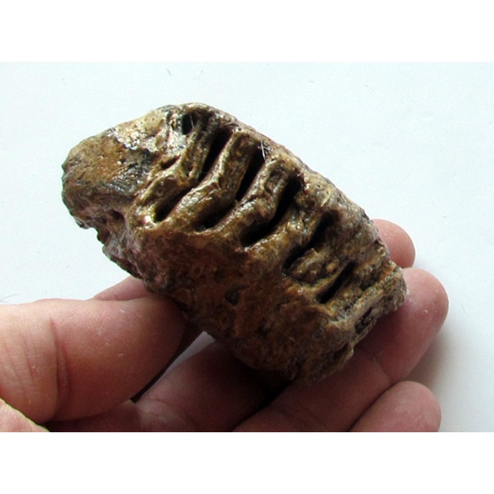 DENT DE MAMMOUTH:  mammuthus primigenius (5)