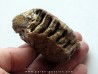 MAMMOTH TOOTH:  mammuthus primigenius (5)