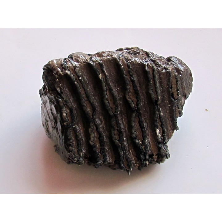 MAMMOTH TOOTH:  mammuthus primigenius (6)