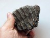 MAMMOTH TOOTH:  mammuthus primigenius (6)