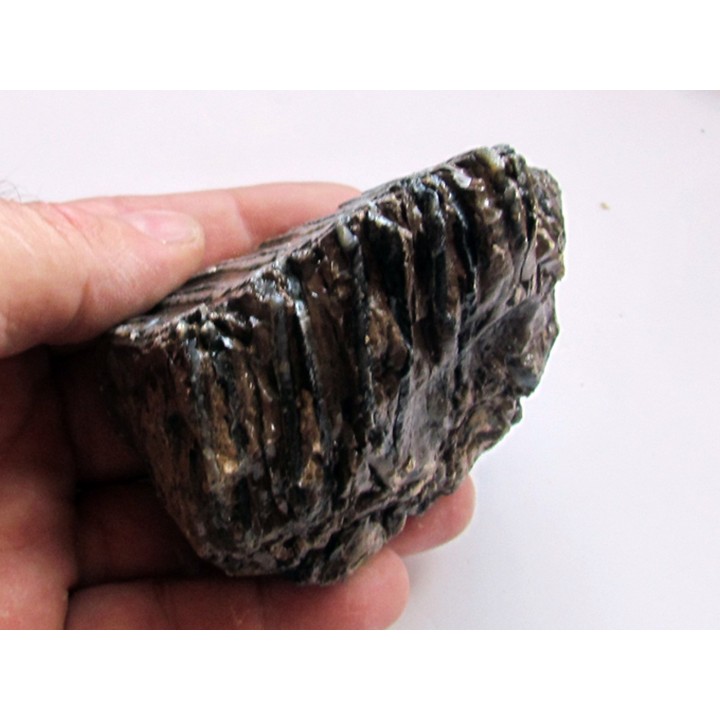 DENT DE MAMMOUTH:  mammuthus primigenius (6)