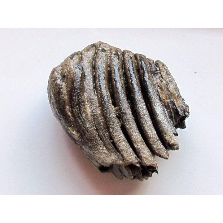 MAMMOTH TOOTH:  mammuthus primigenius (7)