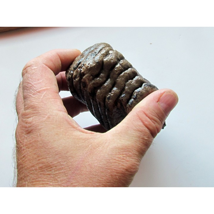 DENT DE MAMMOUTH:  mammuthus primigenius (7)