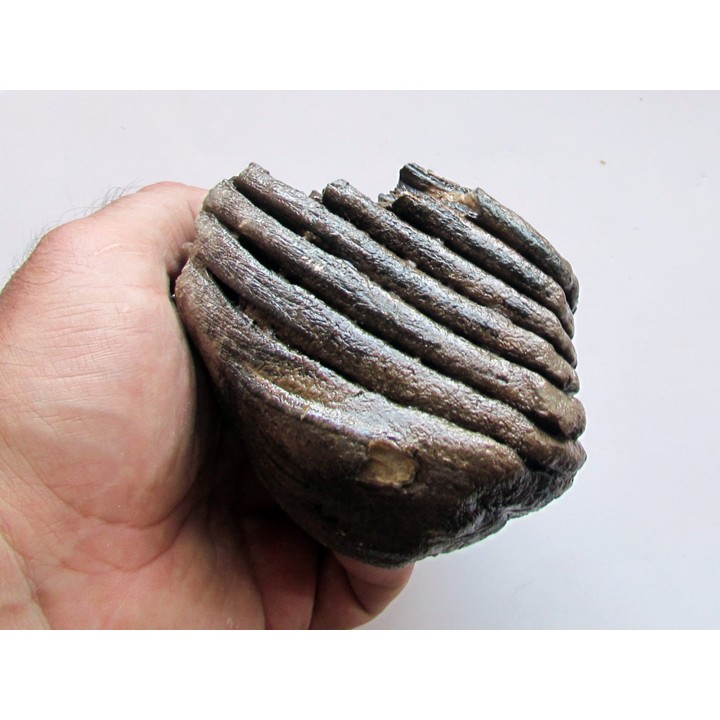 MAMMOTH TOOTH:  mammuthus primigenius (7)