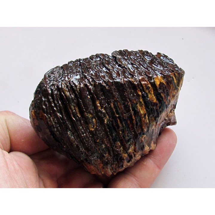 MAMMOTH TOOTH:  mammuthus primigenius (8)