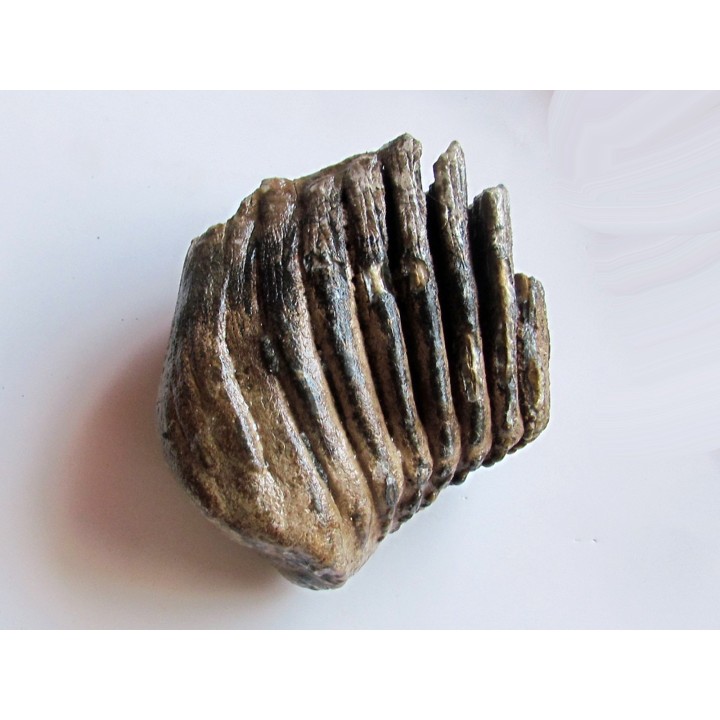 MAMMOTH TOOTH:  mammuthus primigenius (9)