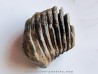 DENT DE MAMMOUTH: mammuthus primigenius (9)