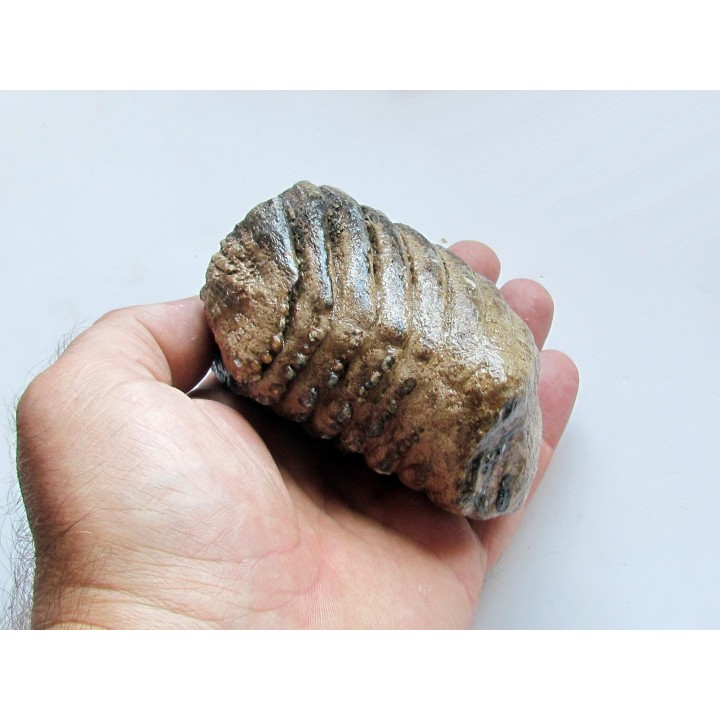 MAMMOTH TOOTH:  mammuthus primigenius (9)