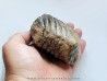 DENT DE MAMMOUTH: mammuthus primigenius (9)