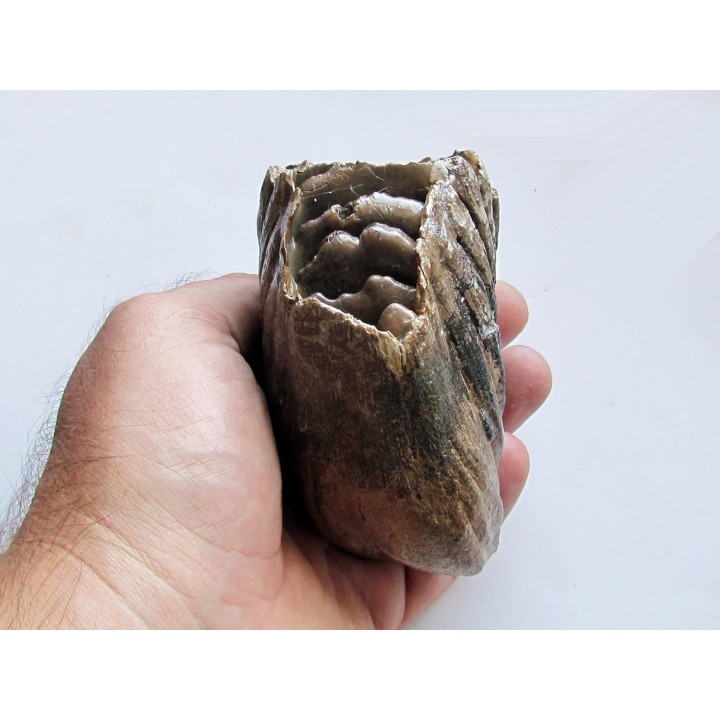 DENT DE MAMMOUTH:  mammuthus primigenius (9)