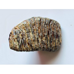 DENT DE MAMMOUTH:  mammuthus primigenius (10)