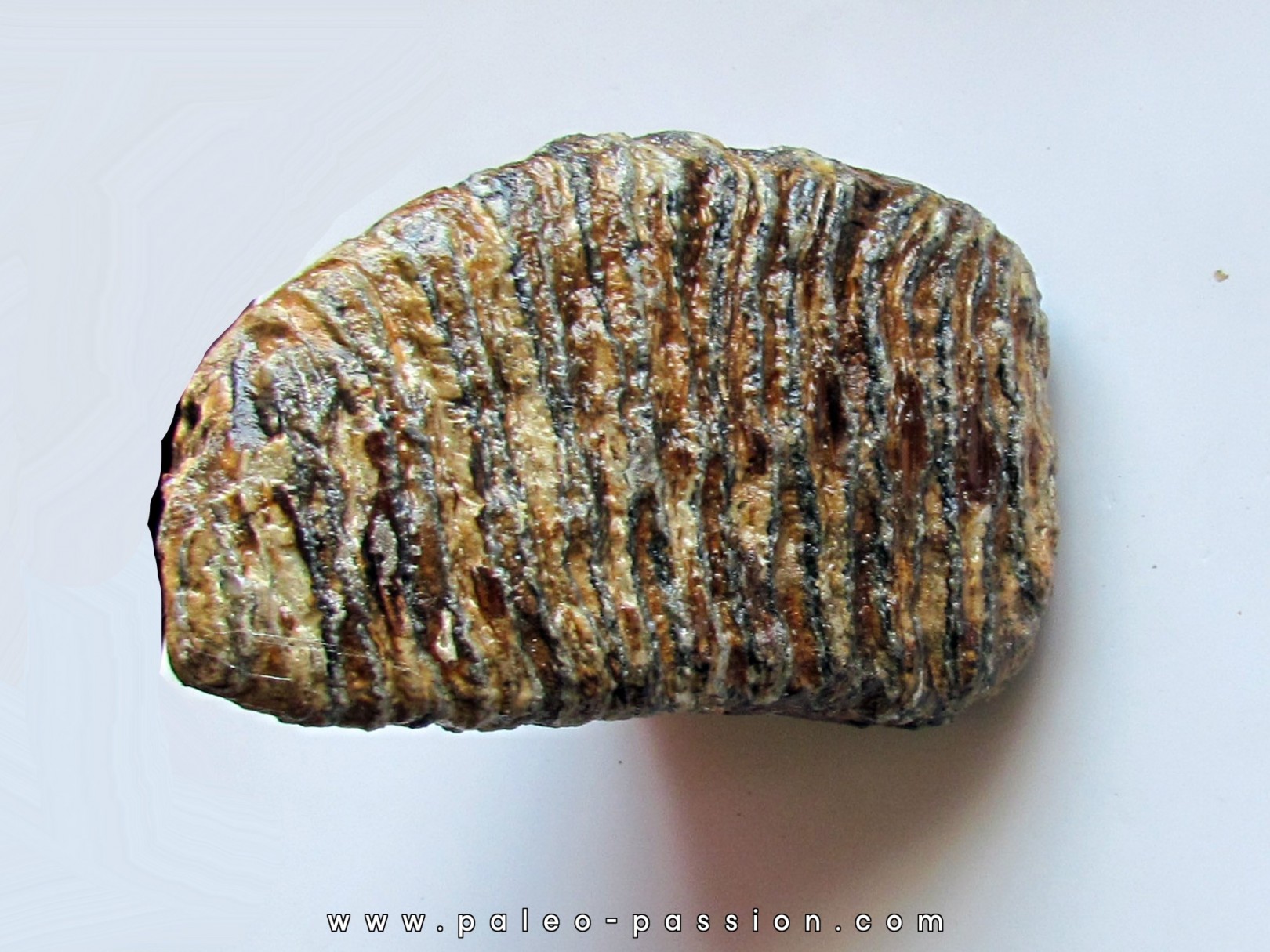 DENT DE MAMMOUTH: mammuthus primigenius (10)