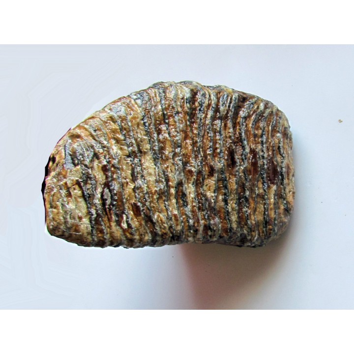 MAMMOTH TOOTH:  mammuthus primigenius (10)