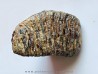 DENT DE MAMMOUTH: mammuthus primigenius (10)