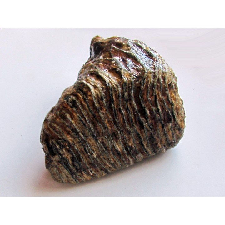 MAMMOTH TOOTH:  mammuthus primigenius (10)