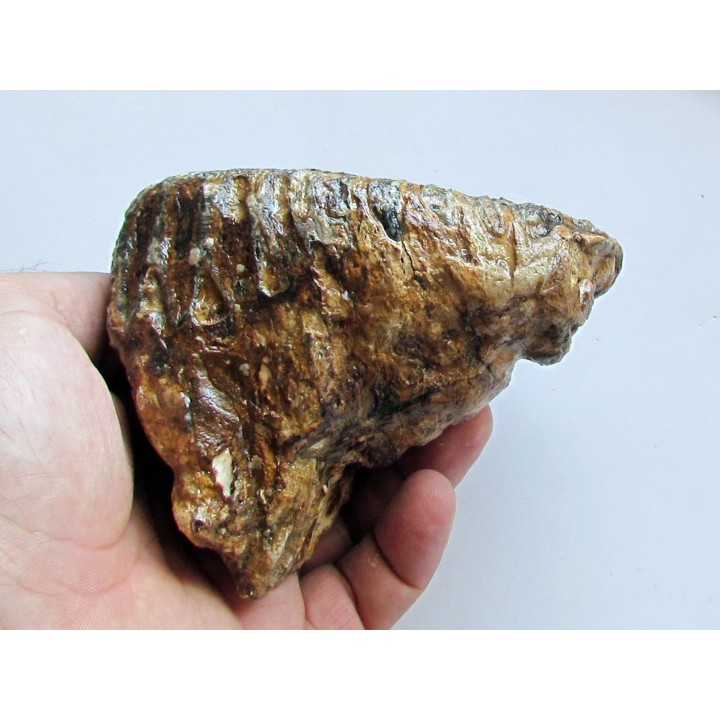 MAMMOTH TOOTH:  mammuthus primigenius (10)
