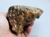 DENT DE MAMMOUTH: mammuthus primigenius (10)