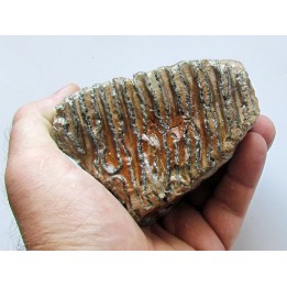 DENT DE MAMMOUTH:  mammuthus primigenius (11)