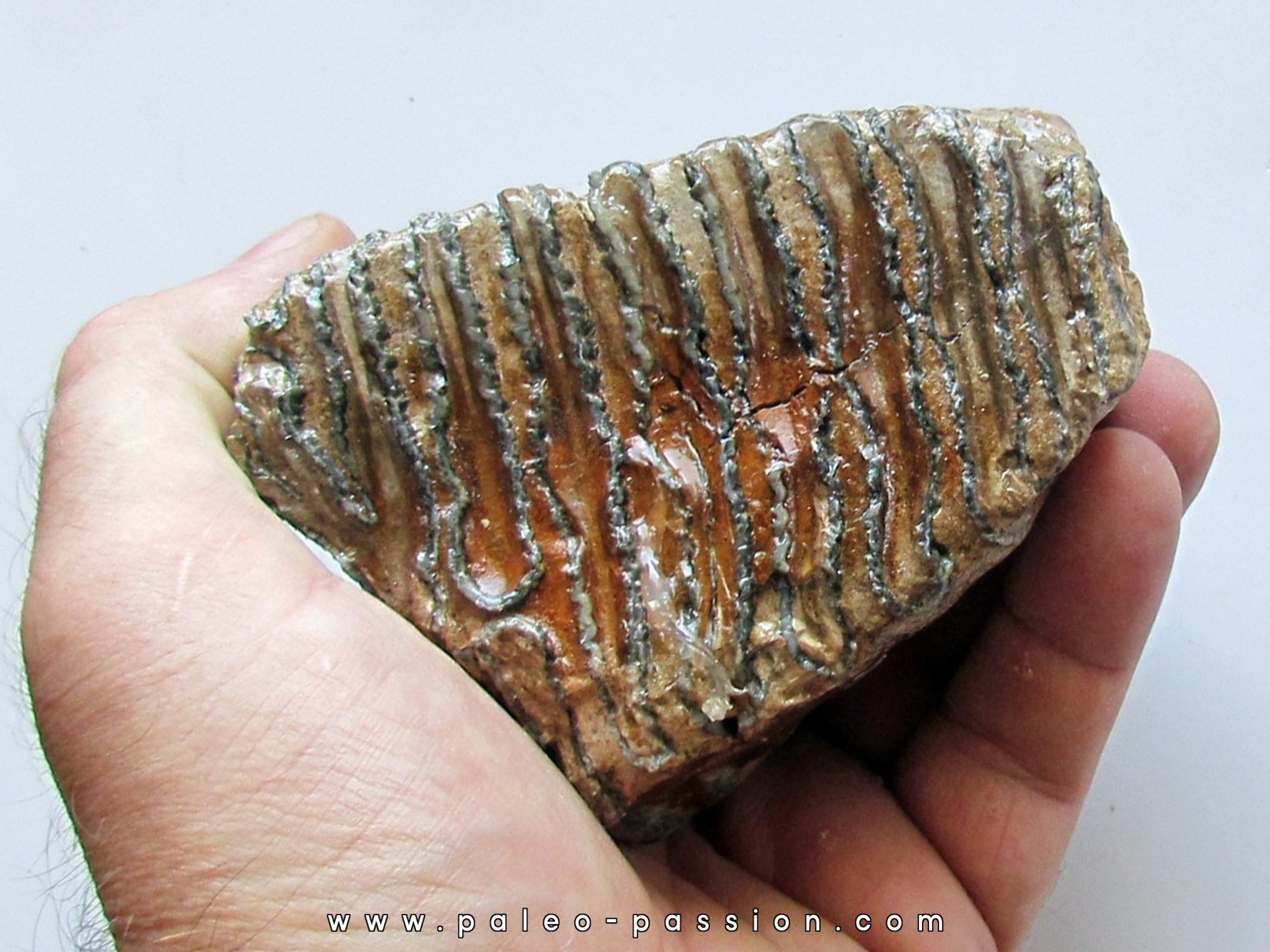 DENT DE MAMMOUTH: mammuthus primigenius (11)