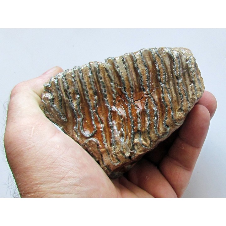 MAMMOTH TOOTH:  mammuthus primigenius (11)