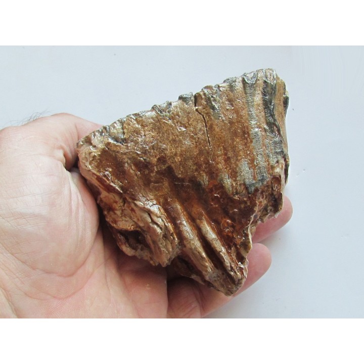 MAMMOTH TOOTH:  mammuthus primigenius (11)
