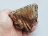 MAMMOTH TOOTH:  mammuthus primigenius (11)