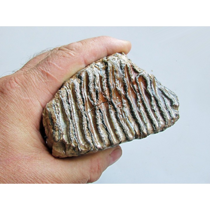 MAMMOTH TOOTH:  mammuthus primigenius (11)