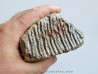 MAMMOTH TOOTH:  mammuthus primigenius (11)