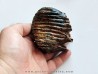 MAMMOTH TOOTH:  mammuthus primigenius (12)