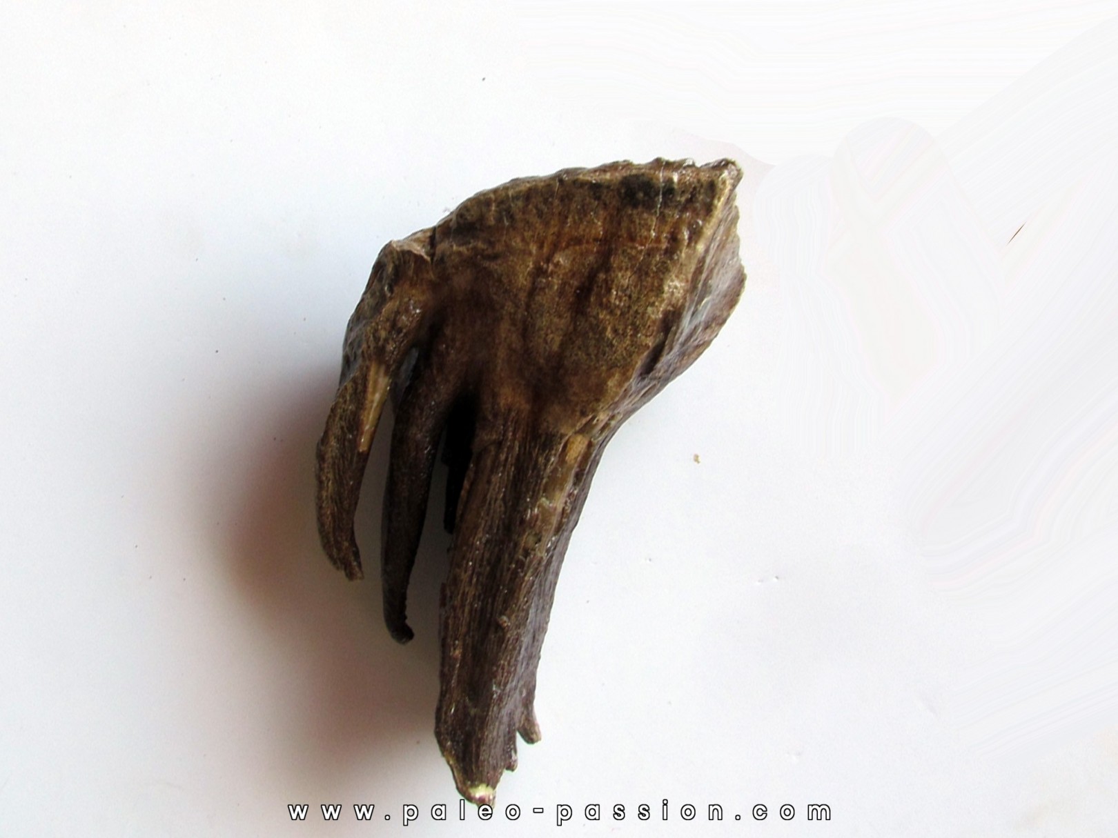 DENT DE MAMMOUTH: mammuthus primigenius (13)
