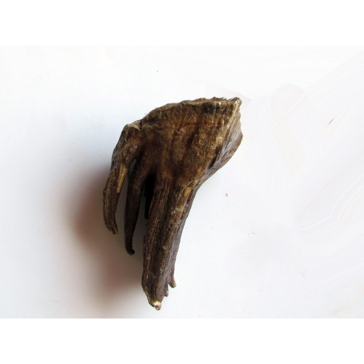 MAMMOTH TOOTH:  mammuthus primigenius (13)